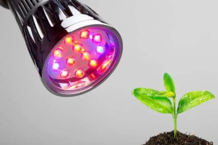 How Does The Color Of Light Affect Plant Growth