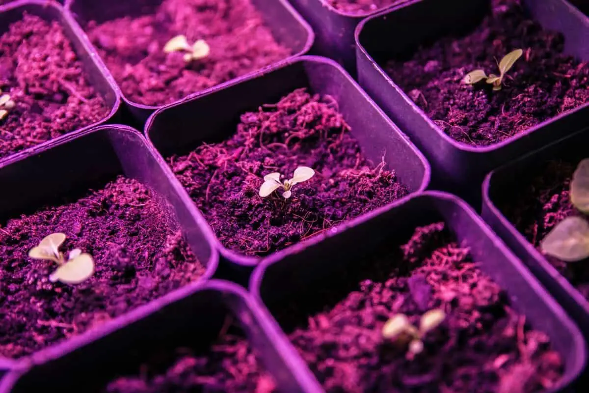 How Far Should Seedlings Be From Grow Light