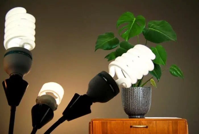 How Many CFLs Per Plant