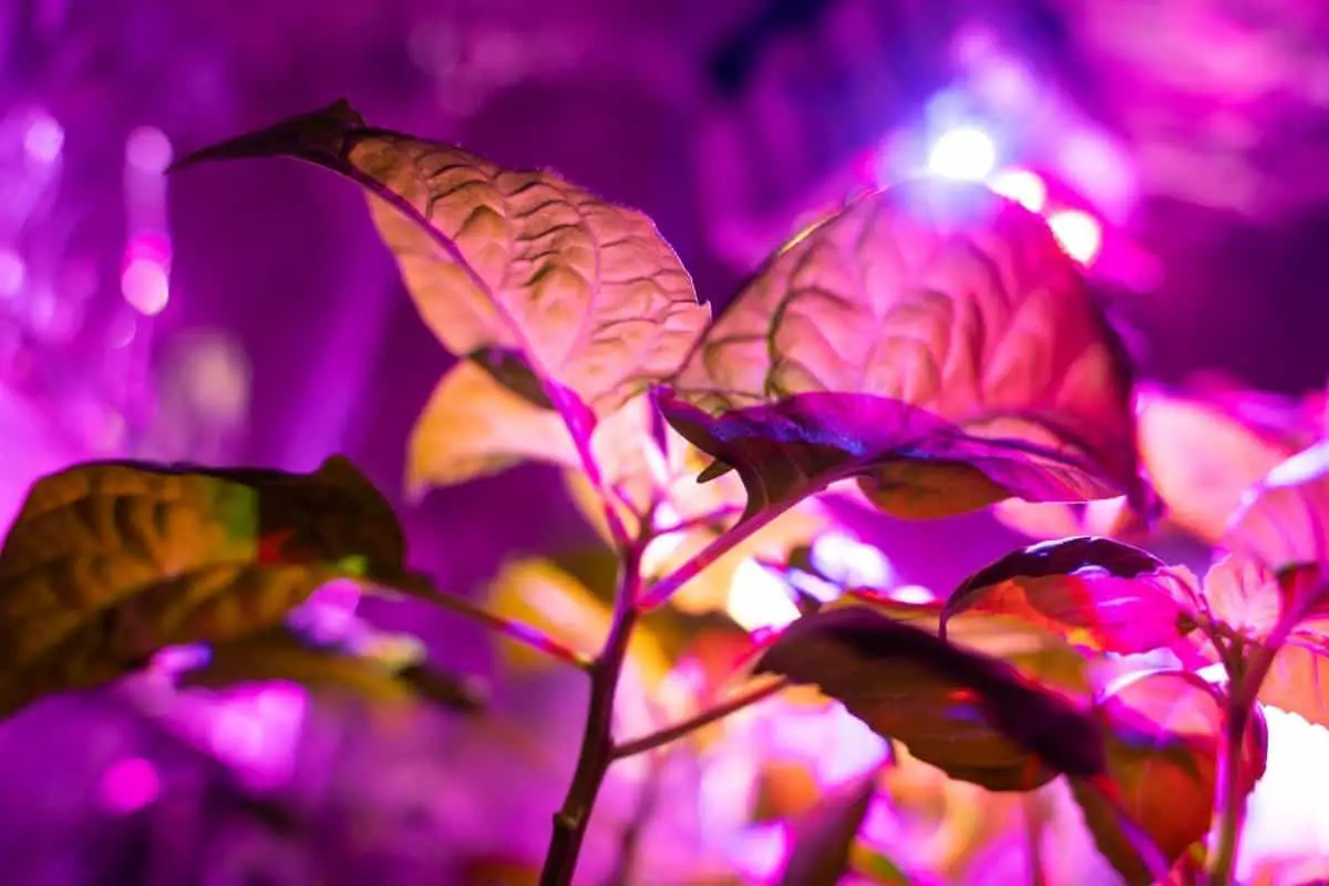 How Many Watts Per Plant For Led Grow Lights