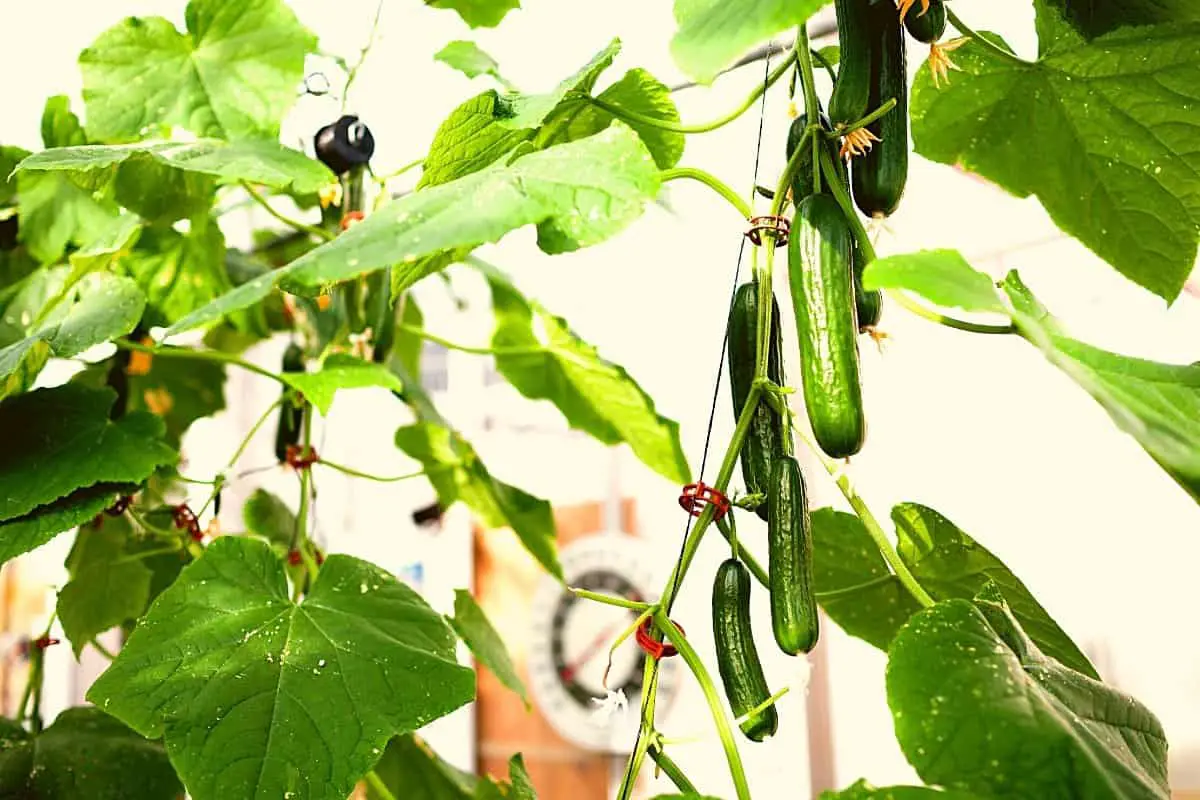 Hydroponic Cucumber Nutrient Solution
