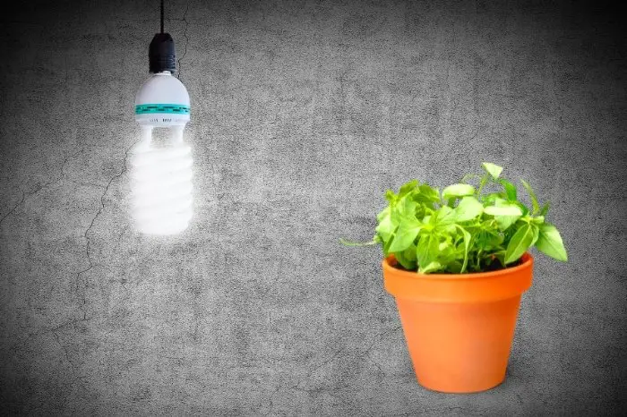 Regular Fluorescence Light Bulb For Plants
