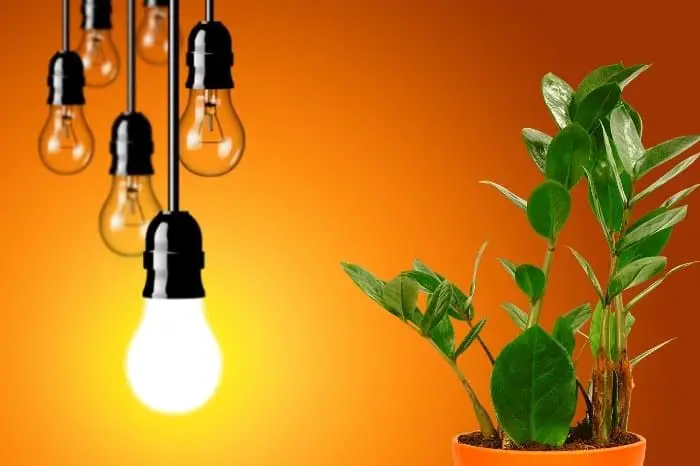 Regular Incandescent Light For Plants