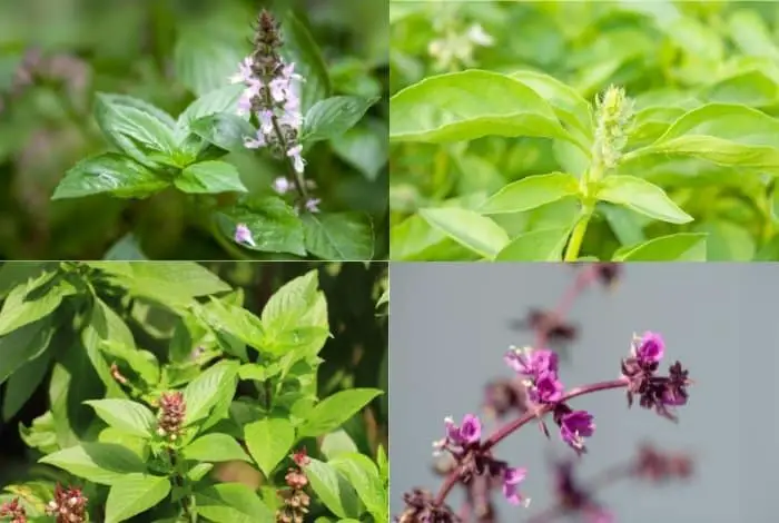 Varieties Of Basil Plant