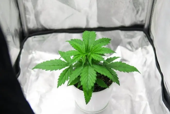 Why Use The Smallest Grow Tents