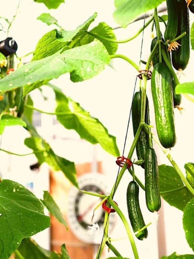Hydroponic Cucumber Nutrient Solution