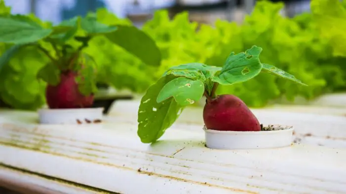 simple hydroponics nutrients