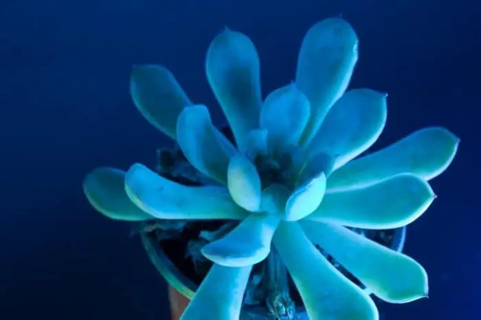 Effect Of UV Light On Plants’ DNA