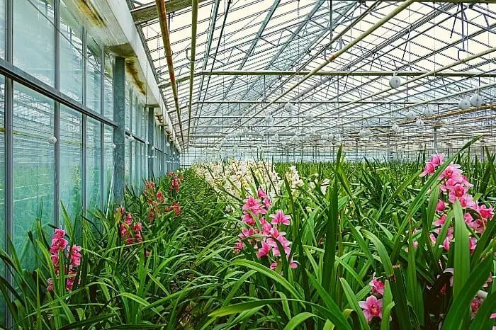 Hydroponics Orchids