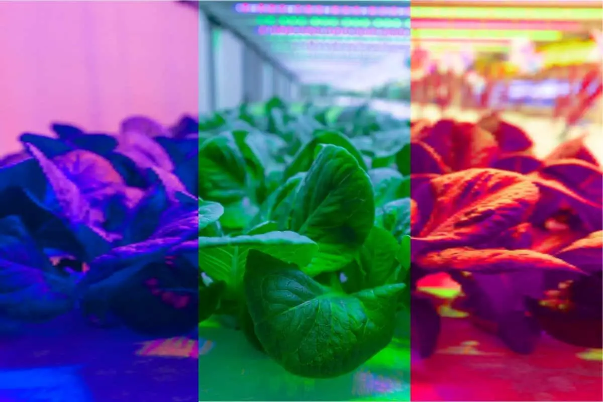Plant Growth Under Different Colors Of Light