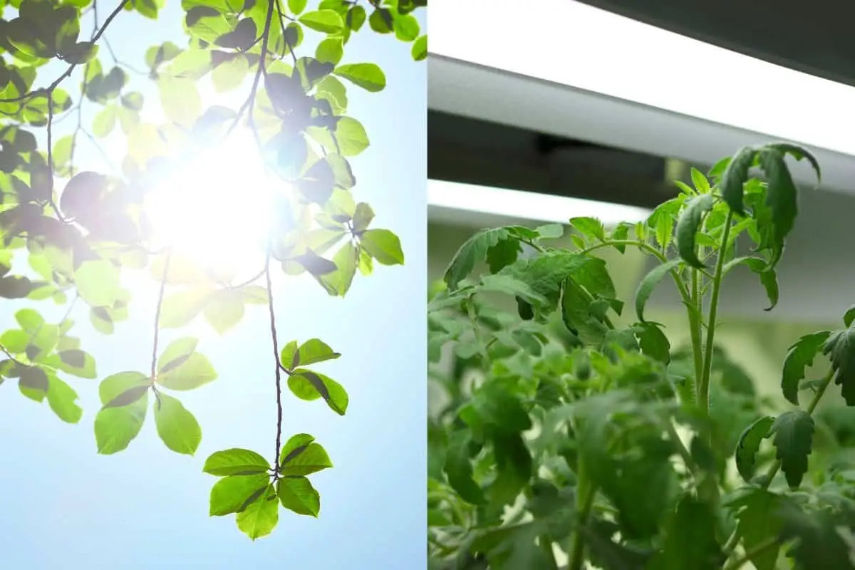 UVA and UVB Lights For Plants