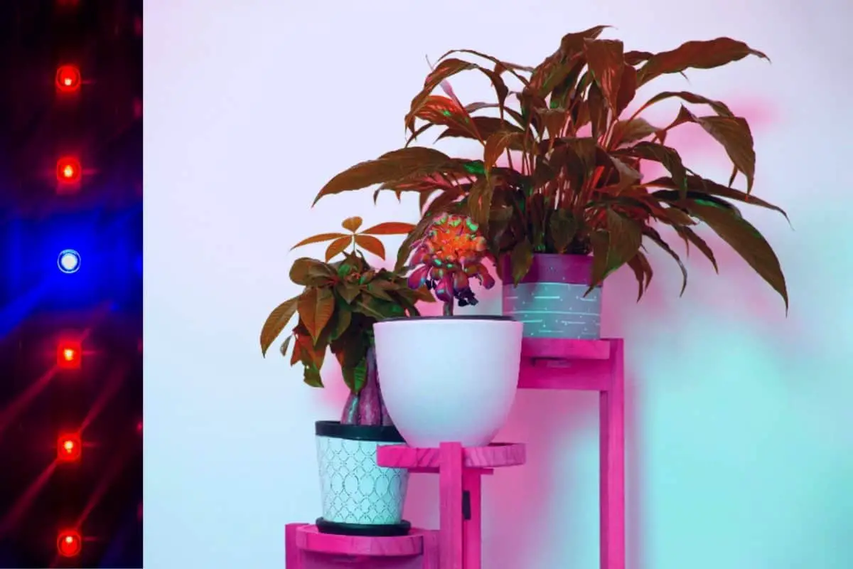 3 Tier Plant Stand With Grow Lights