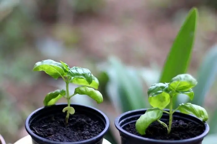Growing Basil Plants