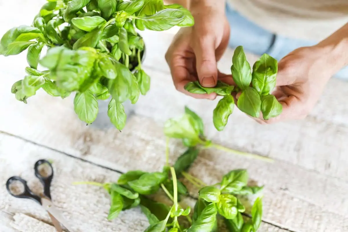 How To Pick Basil