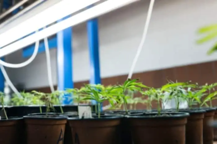 LED Light Distance From Plants’ Canopy For Clones