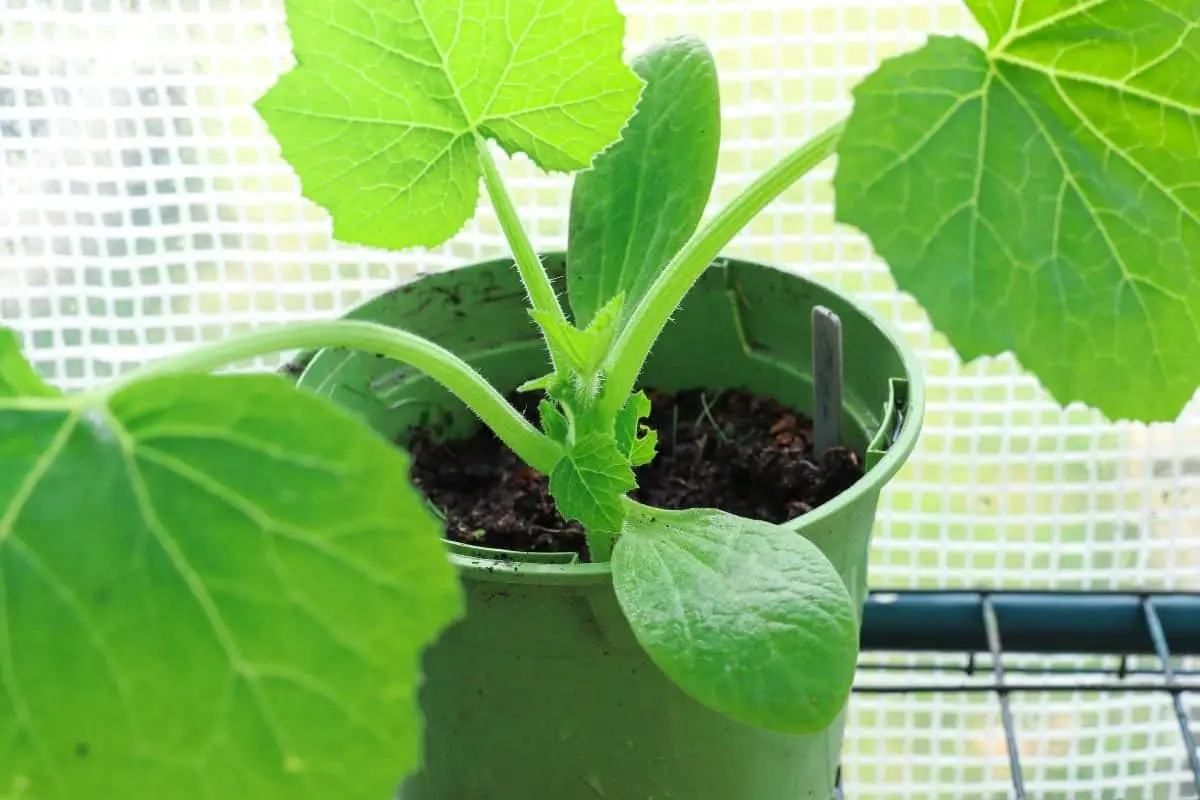 Can You Plant Zucchini In A Pot