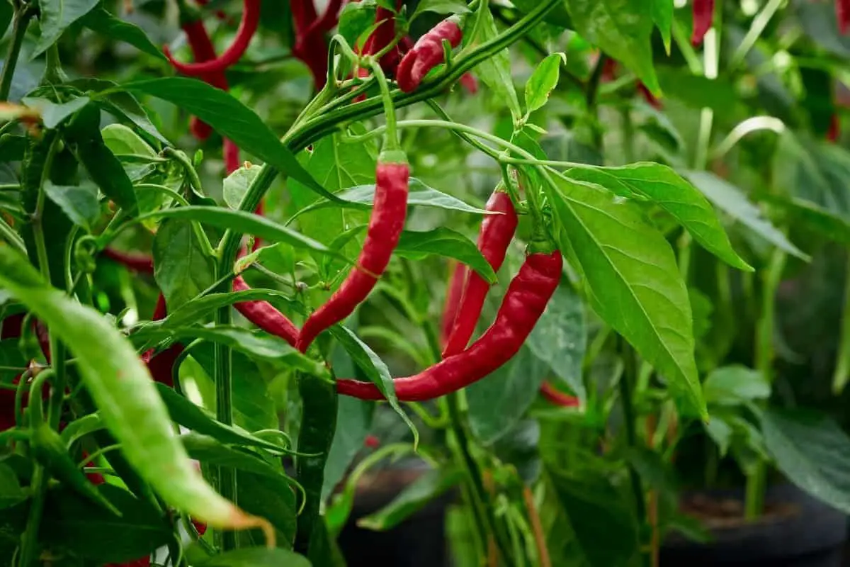 Italian Long Hot Pepper Plants