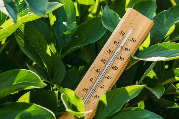 Temperature Requirements For Spinach