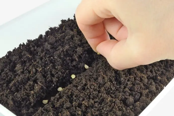 Tips On How To Grow Italian Long Hot Pepper Seeds - Seed Sowing