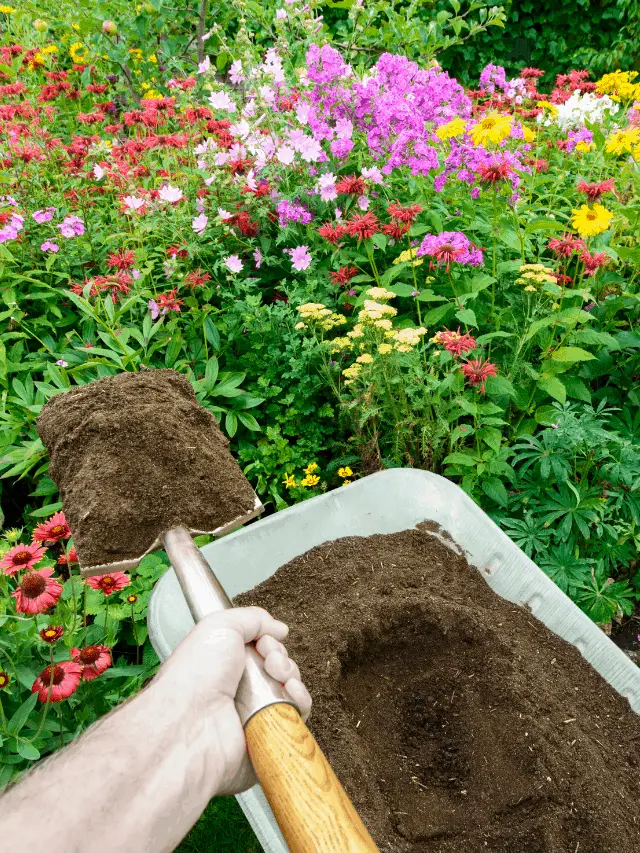 Comment ajouter du compost à une plante existante