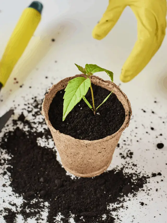 Paper Pot Transplanter Review 2019 - L'avenir du jardinage biologique