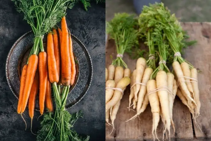About Carrot & White Carrot