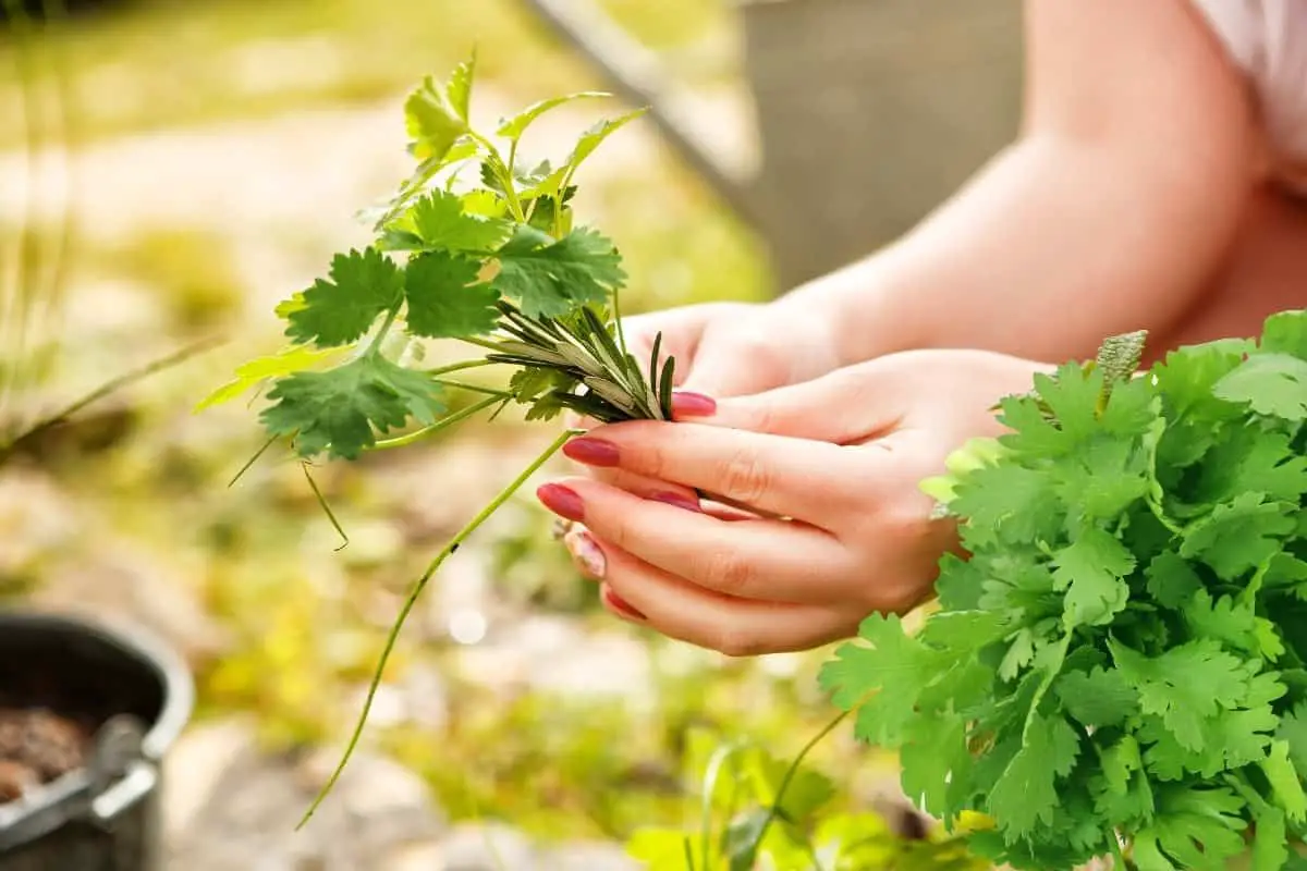 How To Cut Fresh Cilantro From Plant