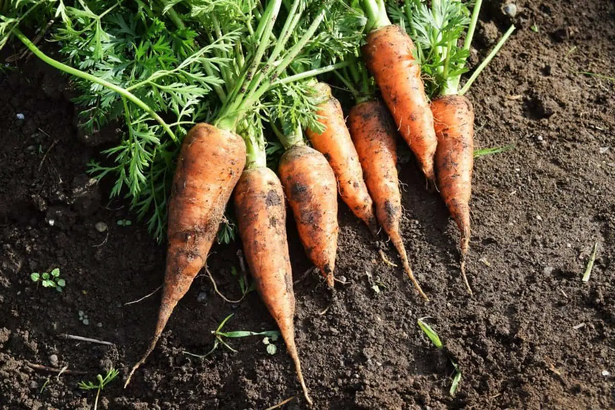 How To Tell When Carrots Are Ready To Pick