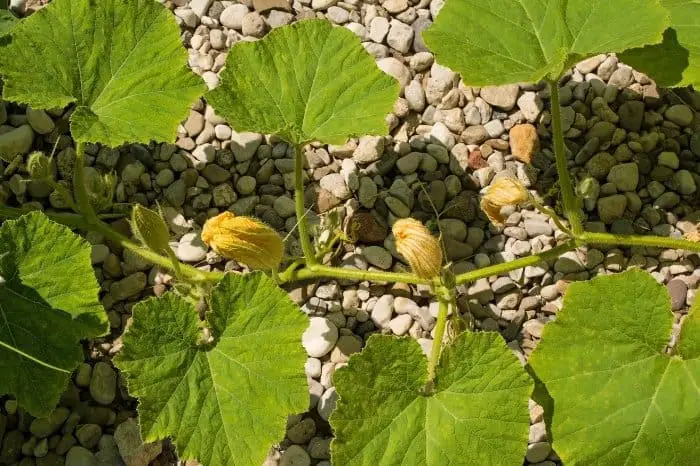 Procedures To Planting Butternut Squash Outdoors