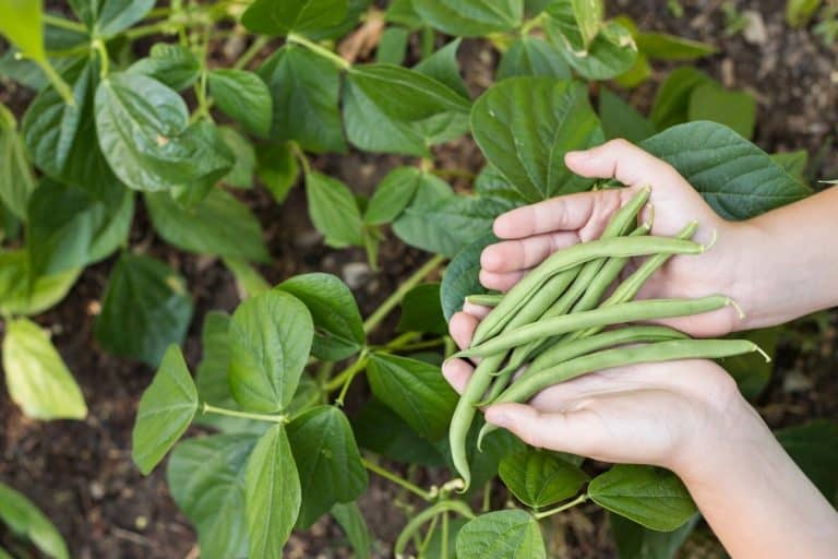 Stringless Green Bean Varieties - Grower Today