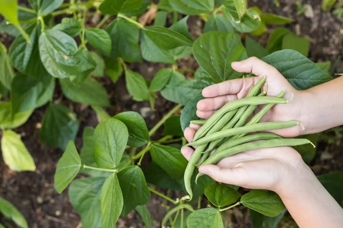 Stringless Green Bean Varieties