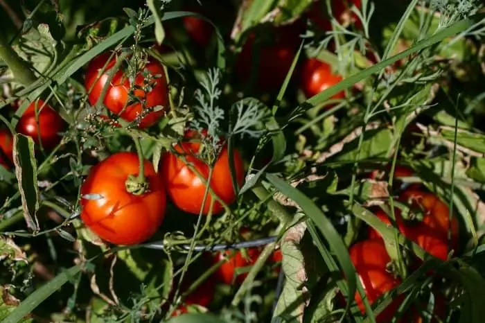 Tips On How To Grow Heirloom Tomatoes