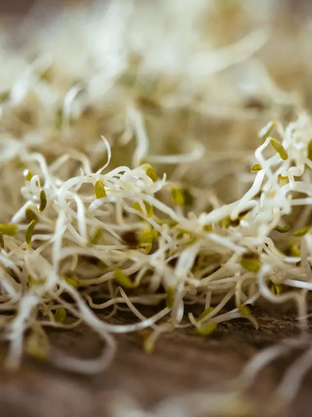 How to Grow Alfalfa Sprouts?