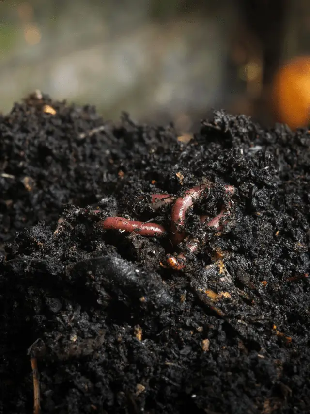 Worms in Compost: Are they a Friend or a Foe?