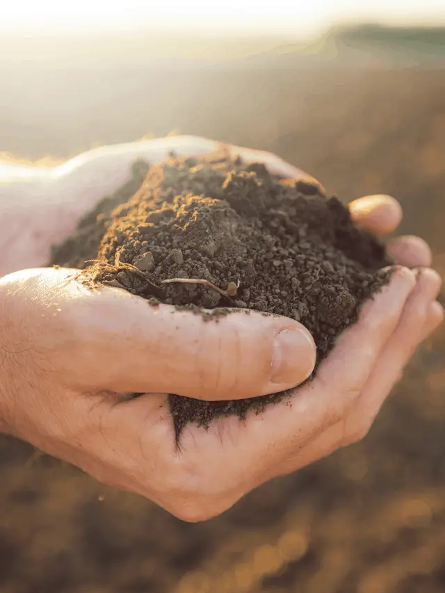 Gypsum Soil Amendment: Is Gypsum Good for Soil?