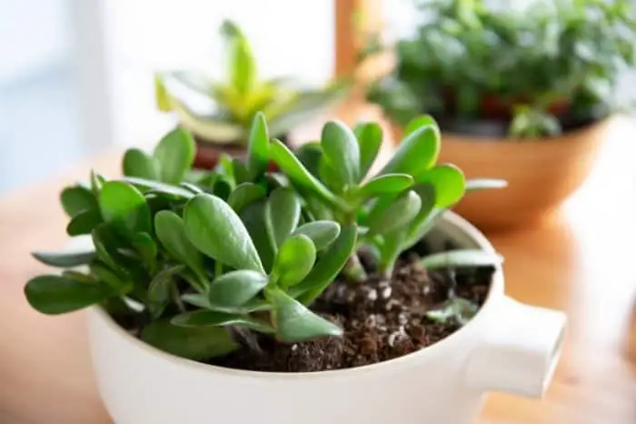 What To Use For Drainage Material In Potted Plants