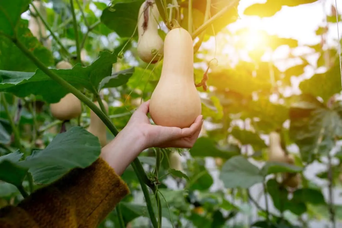 When Are Butternut Squash Ready To Pick