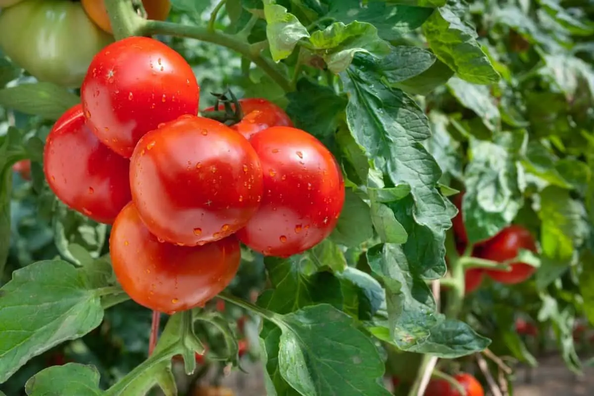 Disease Resistant Tomato Varieties List