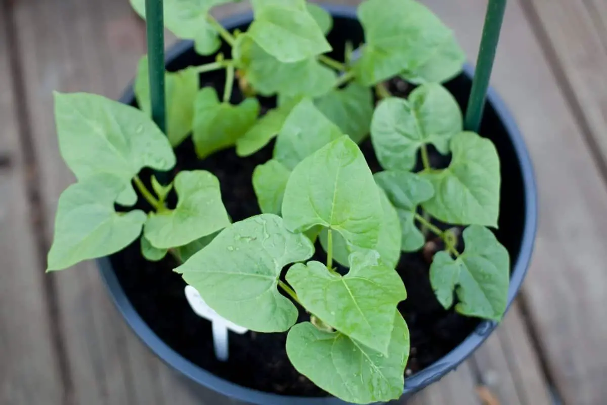 Growing Pole Beans In Pots – Tips For Successful Growth