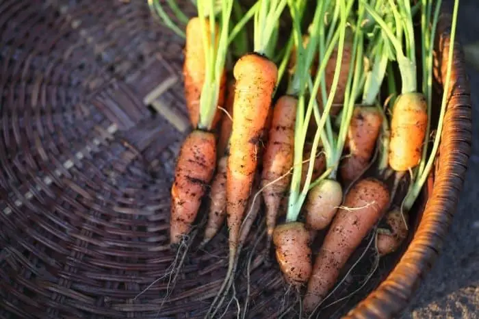 Harvesting Baby Carrots