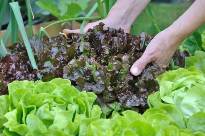Harvesting Salad Bowl Lettuce