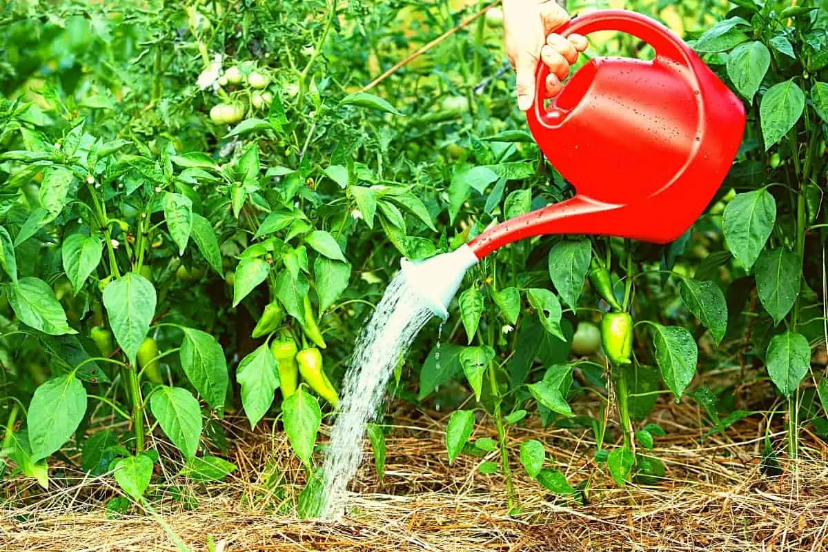 How Much To Water Pepper Plants