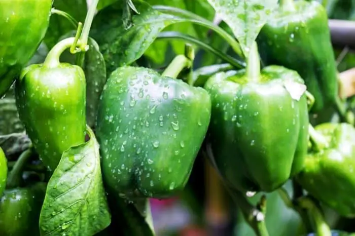 How Often To Water Pepper Plants