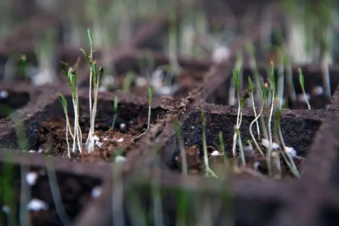 Ideal Conditions for Germination: How Long for Carrots to Sprout