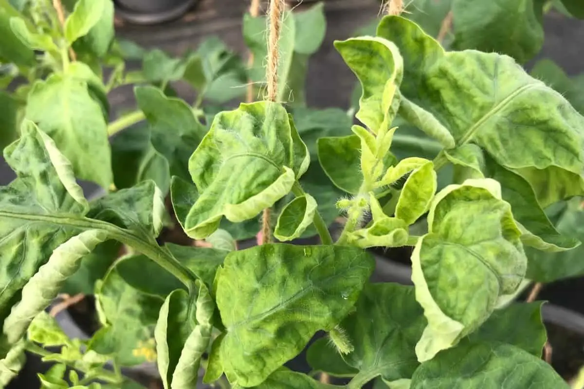Tomato Plant Diseases Curled Leaves And Possible Remedies
