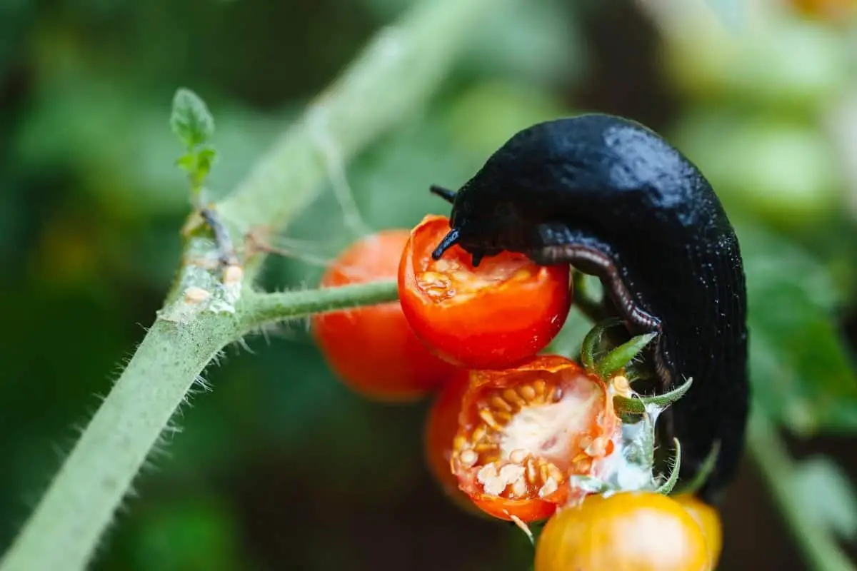 Types Of Worms That Eat Tomato Plants