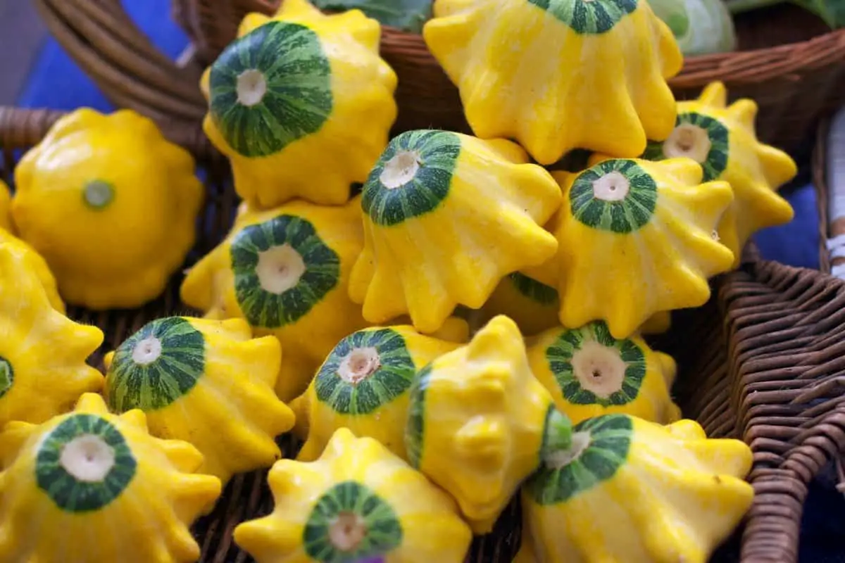 When To Harvest Patty Pan Squash