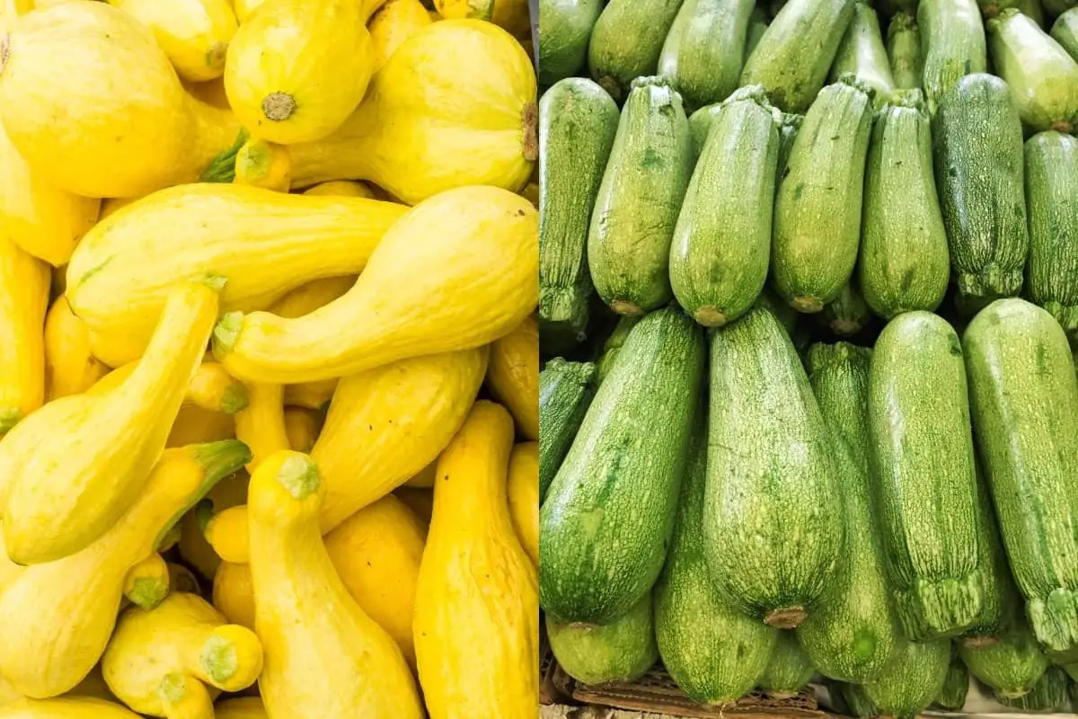 Yellow Squash vs Zucchini