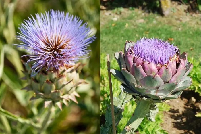 A Flower That Looks Like An Artichoke - The Physical Differences