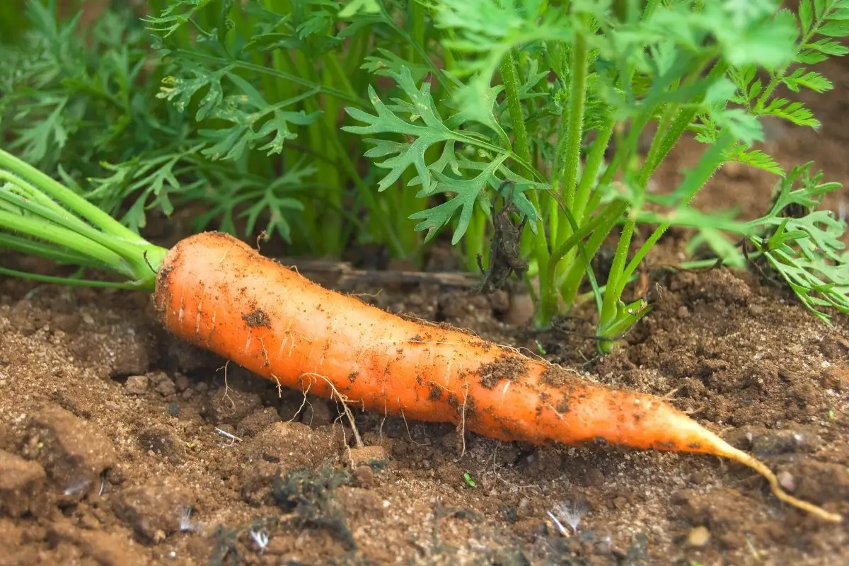 A Guide On Planting Carrots In The Fall